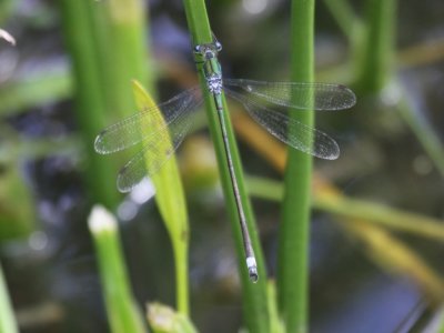 Elegant Spreadwing (Male)