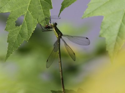 Elegant Spreadwing (Female)