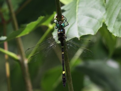 Illinois River Cruiser (Male)