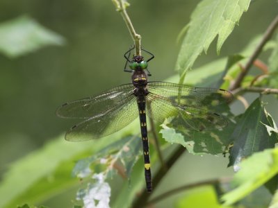 Illinois River Cruiser (Female)