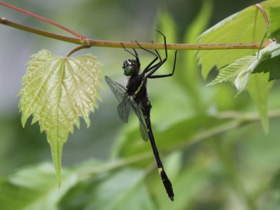 Illinois River Cruiser (Male)