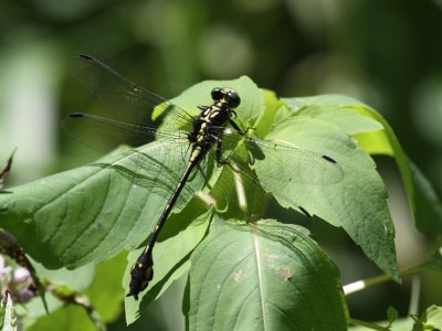 Riverine Clubtail (Male)