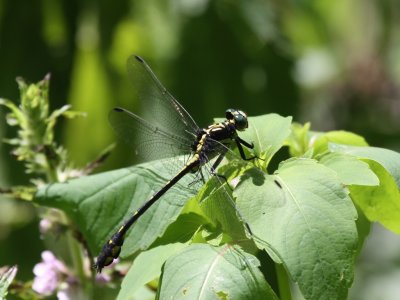 Riverine Clubtail (Male)