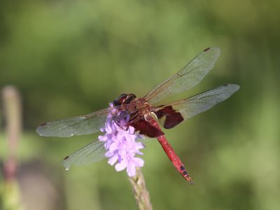 Red Saddlebags (Male)