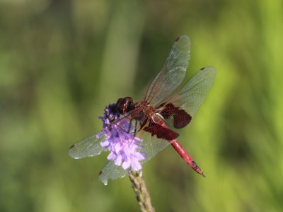 Red Saddlebags (Male)