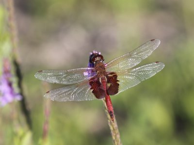 Red Saddlebags (Male)