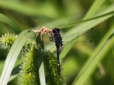 Dot-tailed Whiteface (Male)