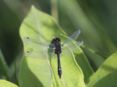 Dot-tailed Whiteface