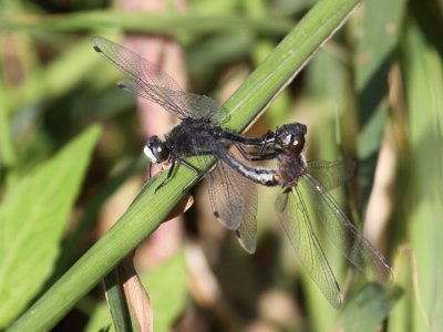 Dot-tailed Whiteface (Mating Pair)