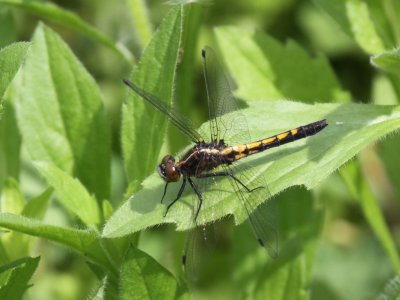 Dot-tailed Whiteface (Juvenile)