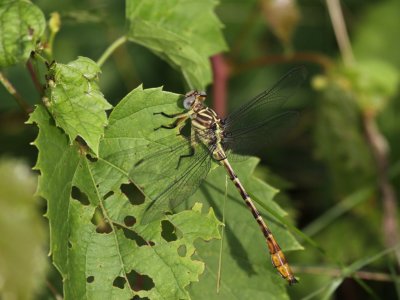 Russet-tipped Clubtail (Juvenile Male)