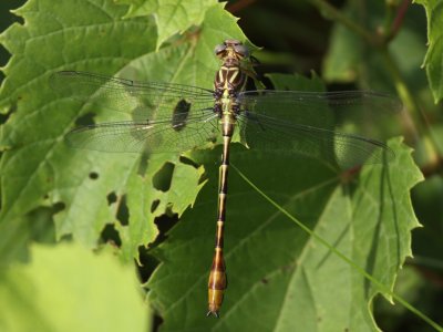 Russet-tipped Clubtail (Juvenile Male)