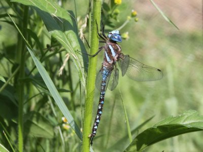 Blue-eyed Darner (Male)