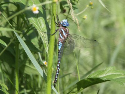 Blue-eyed Darner (Male)