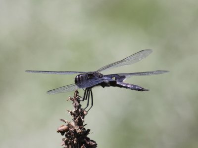 Black Saddlebags (Male)