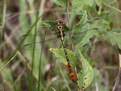 Russet-tipped Clubtail (Juvenile Male)