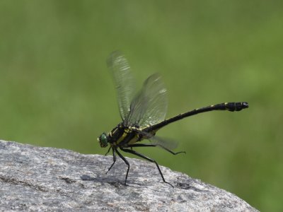 Dragonhunter - Takeoff