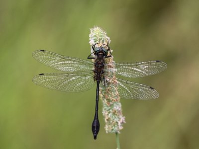 Racket-tailed Emerald - Male