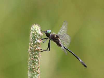 Racket-tailed Emerald - Male
