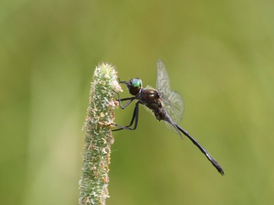 Racket-tailed Emerald -  Male
