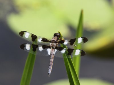 Twelve-spotted Skimmer (Male)
