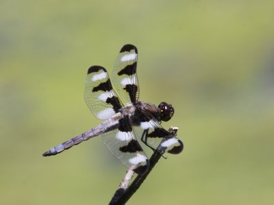 Twelve-spotted Skimmer (Male)