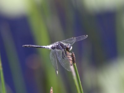Frosted Whiteface Dragonfly (Male)