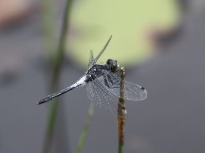 Frosted Whiteface Dragonfly (Male)