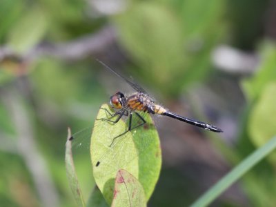 Frosted Whiteface Dragonfly (Juvenile Male)