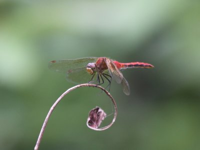 Cherry-faced Meadowhawk (Male)