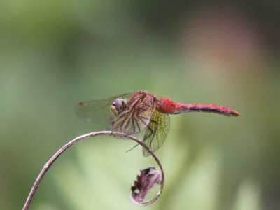 Cherry-faced Meadowhawk (Male)