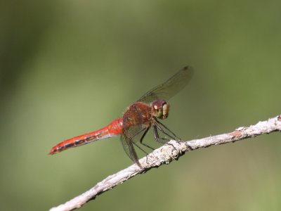 Cherry-faced Meadowhawk (Male)