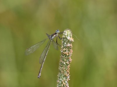 Swamp Spreadwing (Female)