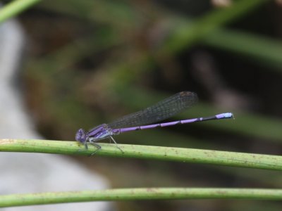 Violet Dancer