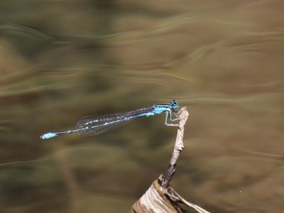 Stream Bluet