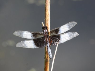 Widow Skimmer (Male)