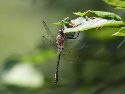 Racket-tailed Emerald (Male)