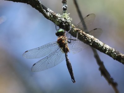 Brush-tipped Emerald (Male)