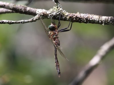 Brush-tipped Emerald (Male)