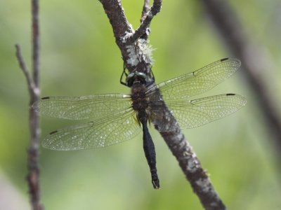 Brush-tipped Emerald (Male)
