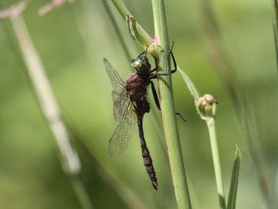Brush-tipped Emerald (Male)