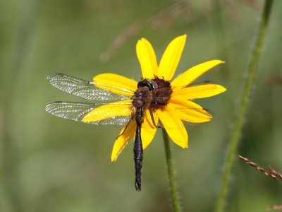Brush-tipped Emerald (Male)