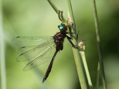 Brush-tipped Emerald (Male)