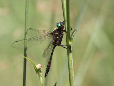 Brush-tipped Emerald (Male)