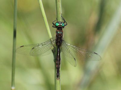 Brush-tipped Emerald (Male)