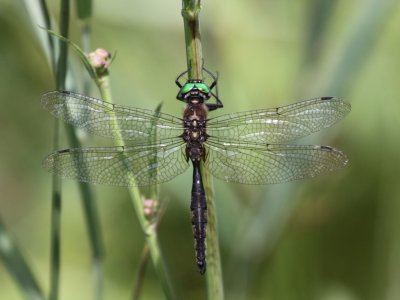 Ocellated Emerald (Male)