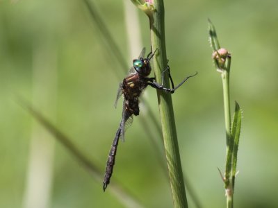 Ocellated Emerald (Male)