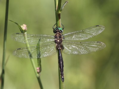 Ocellated Emerald (Male)