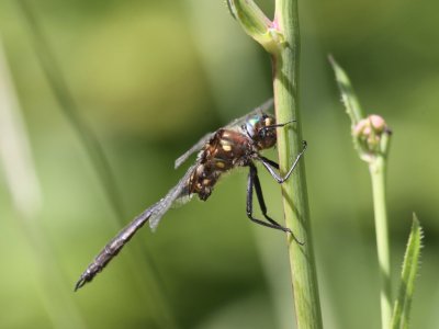 Ocellated Emerald (Male)