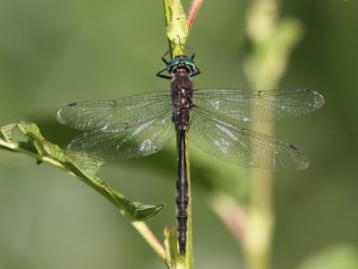 Ski-tipped Emerald (Male)